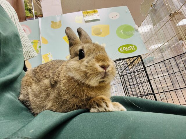 ネザーランドドワーフ