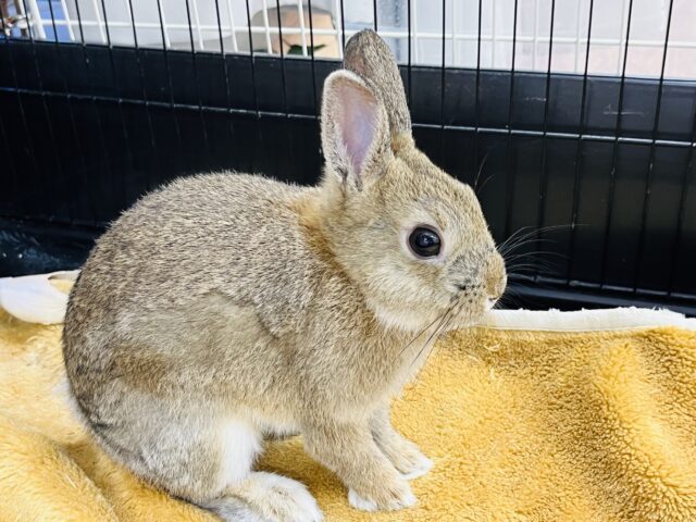 ネザーランドドワーフ