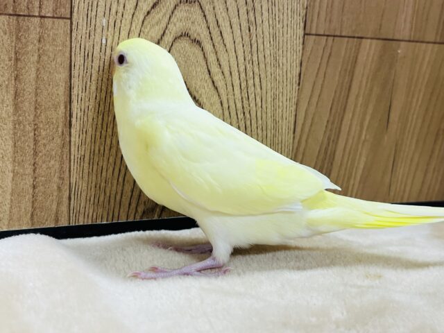 セキセイインコ
