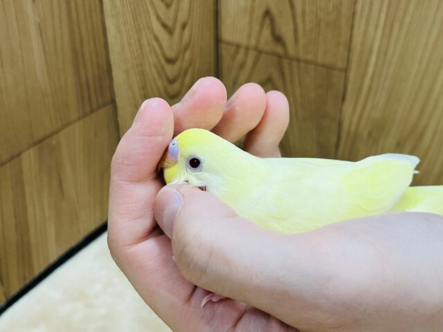 セキセイインコ