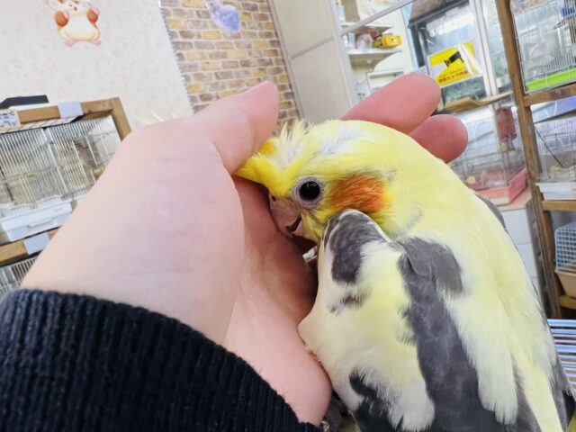画像更新☆黄色がハッキリ💛オカメインコのパイド❤ オカメインコ