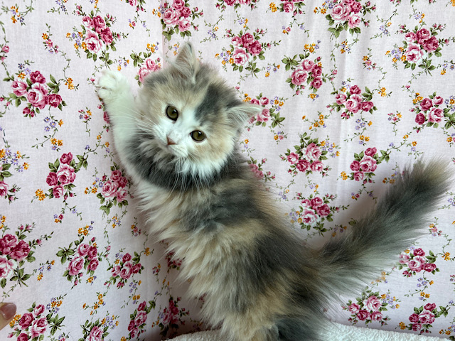 スコティッシュフォールド