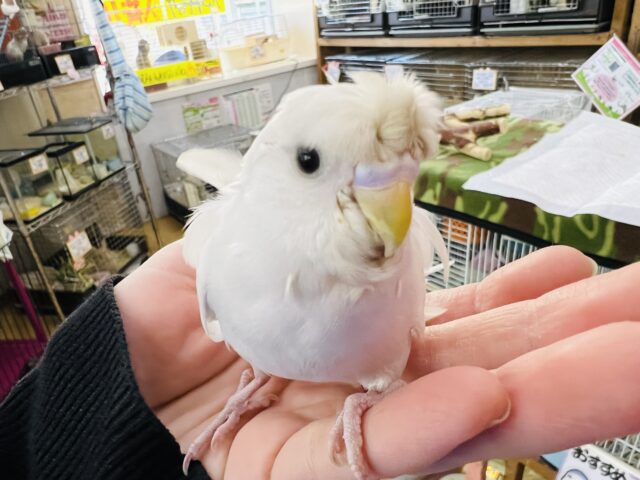 羽衣セキセイインコ