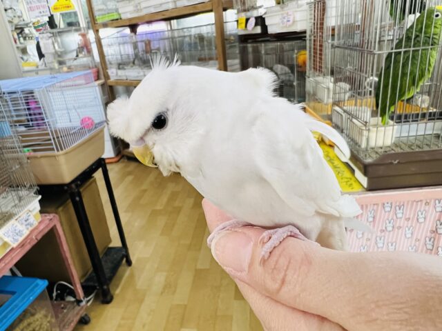 羽衣セキセイインコ
