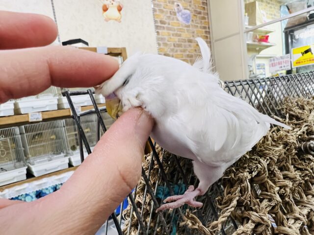 羽衣セキセイインコ