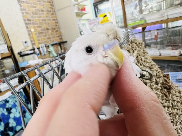 羽衣セキセイインコ