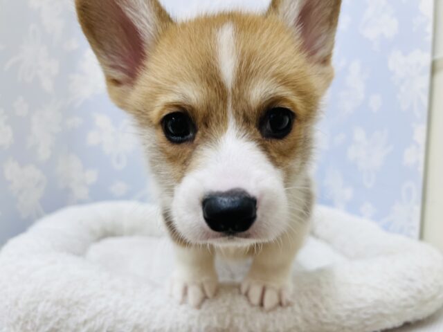 元気いっぱい❗️コーギーマン‼️ ウェルシュコーギー・ペンブローグ