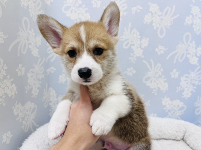 元気いっぱい❗️コーギーマン‼️ ウェルシュコーギー・ペンブローグ