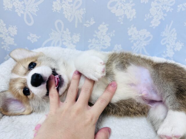 元気いっぱい❗️コーギーマン‼️ ウェルシュコーギー・ペンブローグ