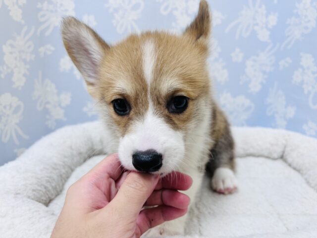 元気いっぱい❗️コーギーマン‼️ ウェルシュコーギー・ペンブローグ