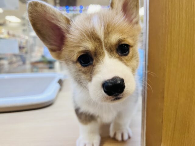 元気いっぱい❗️コーギーマン‼️ ウェルシュコーギー・ペンブローグ