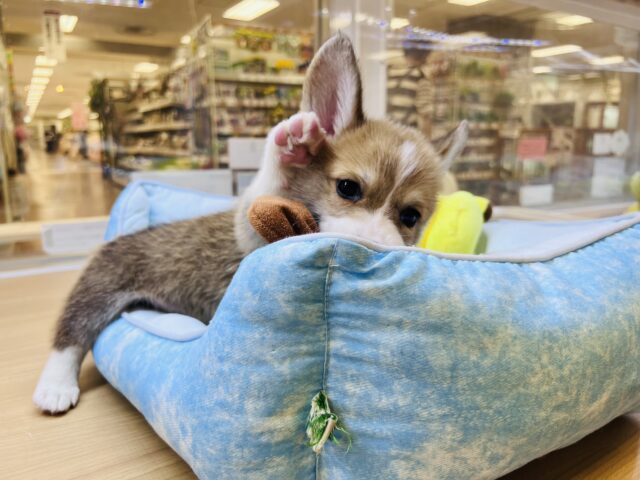 元気いっぱい❗️コーギーマン‼️ ウェルシュコーギー・ペンブローグ