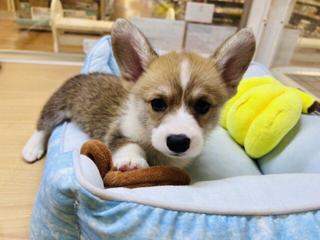 元気いっぱい❗️コーギーマン‼️ ウェルシュコーギー・ペンブローグ