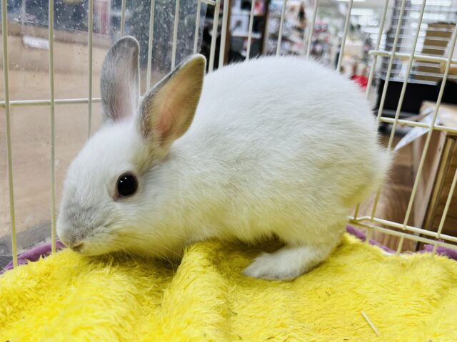 ネザーランドドワーフ