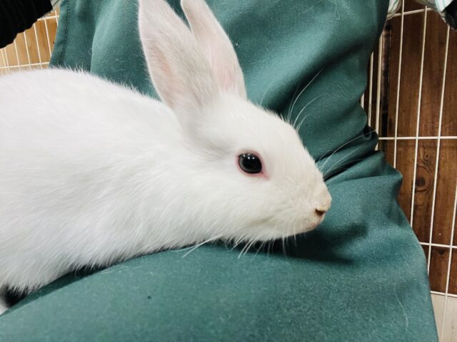 ネザーランドドワーフ