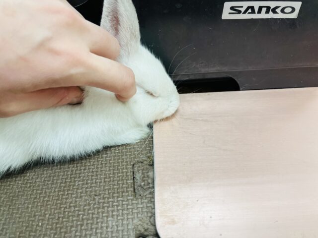 ネザーランドドワーフ