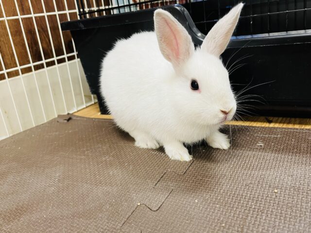 ネザーランドドワーフ