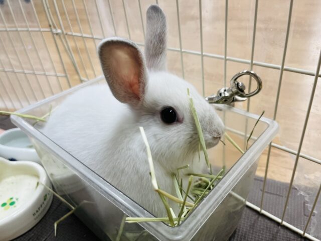 ネザーランドドワーフ