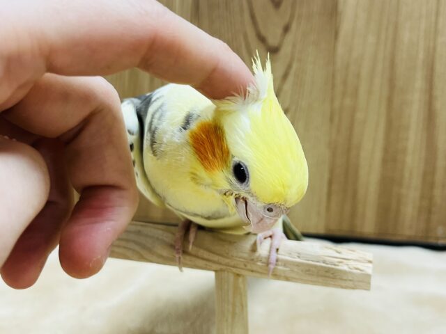 オカメインコ