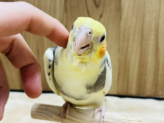 オカメインコ