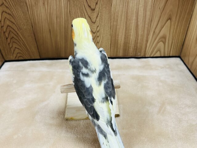 オカメインコ