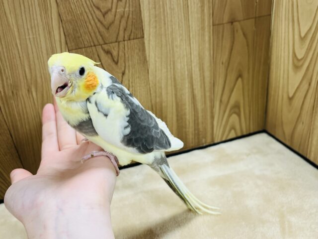 オカメインコ