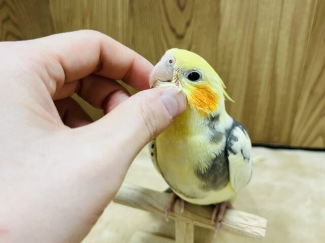 オカメインコ