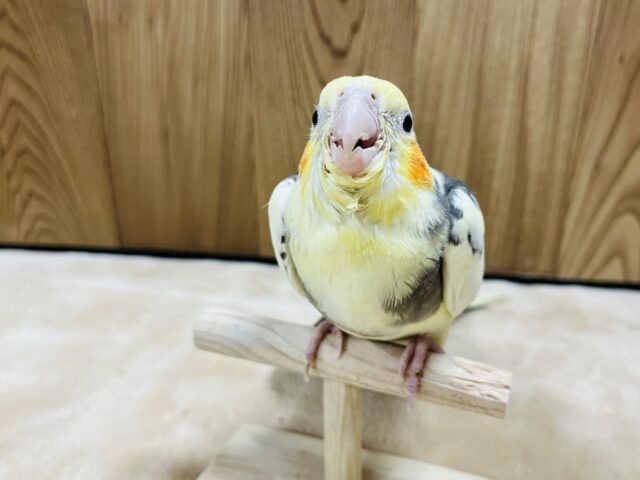 オカメインコ