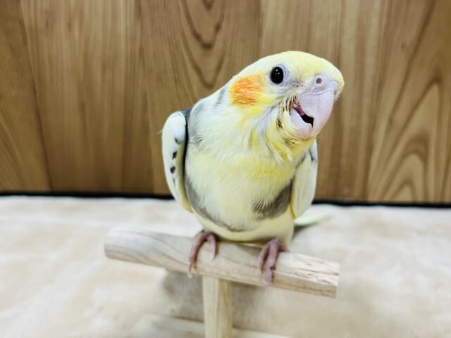 オカメインコ