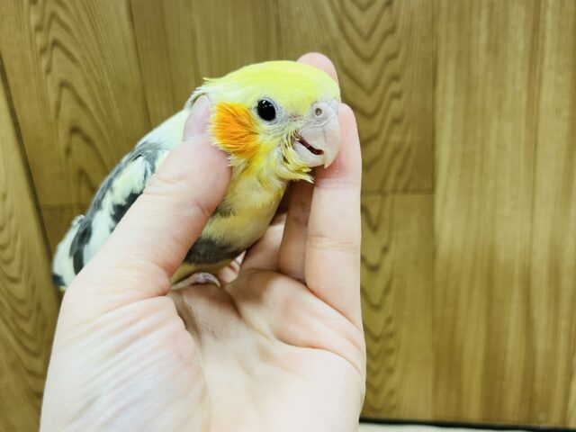 オカメインコ