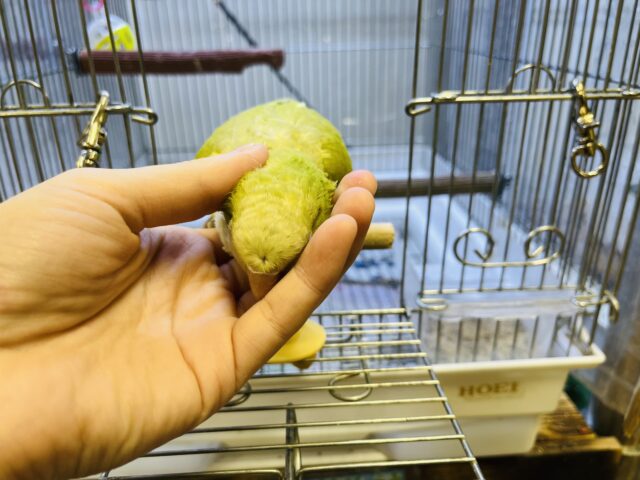 オキナインコ