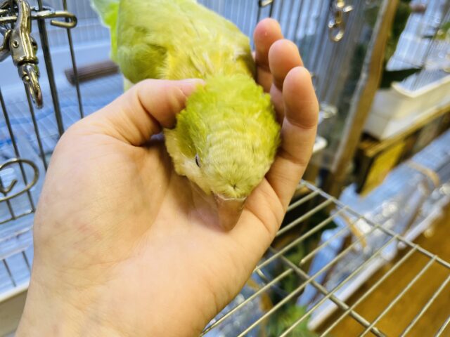 オキナインコ