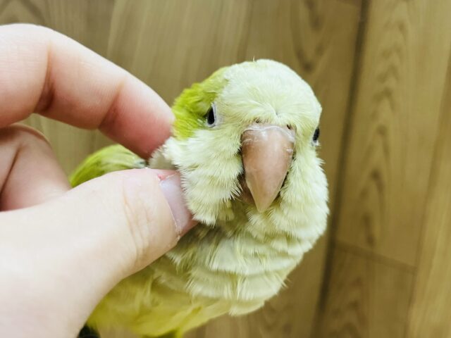 オキナインコ