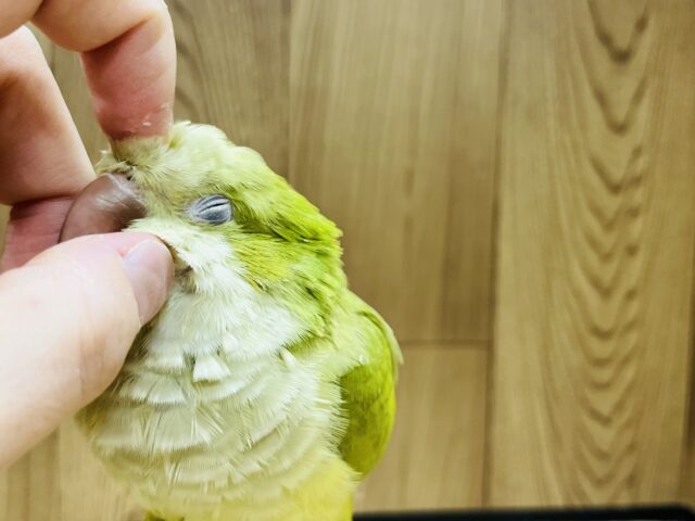 オキナインコ