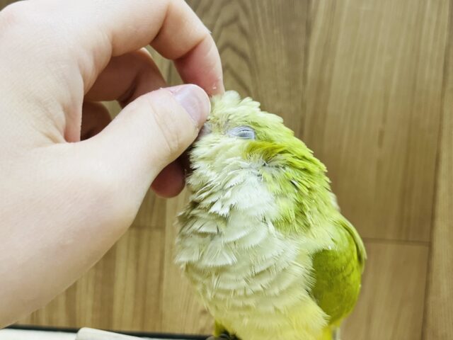 オキナインコ
