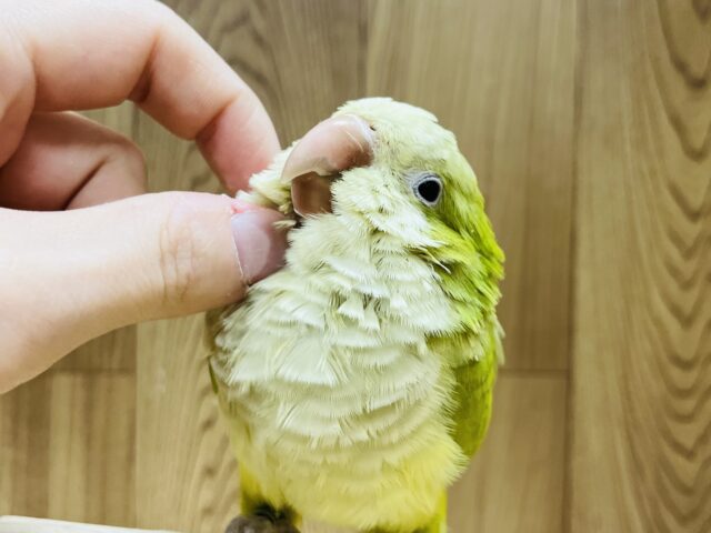 オキナインコ