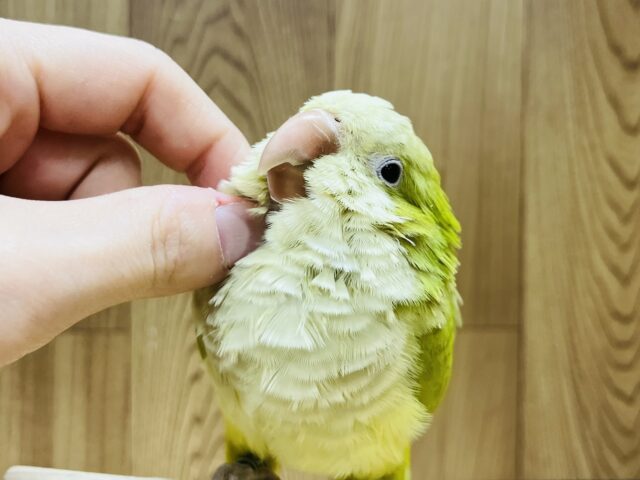 オキナインコ