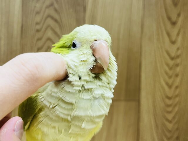 オキナインコ