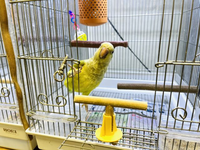 オキナインコ