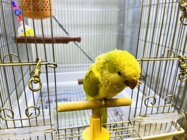 オキナインコ