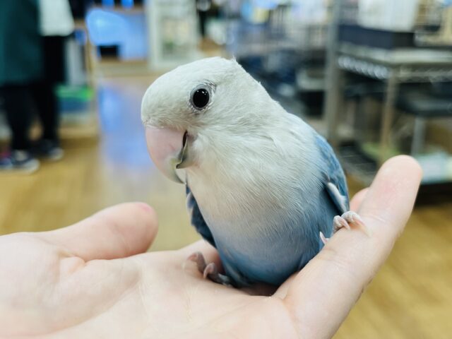 コザクラインコ（小桜インコ）