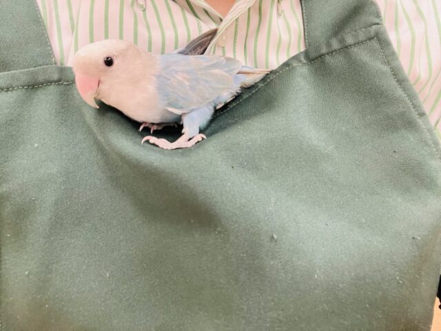 コザクラインコ（小桜インコ）