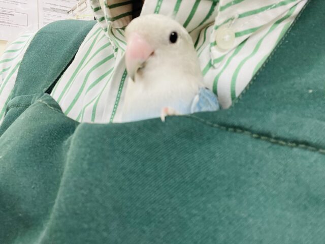 コザクラインコ（小桜インコ）