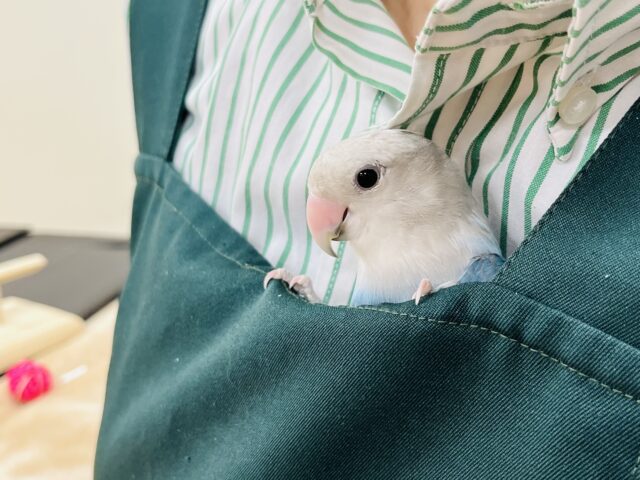 コザクラインコ（小桜インコ）