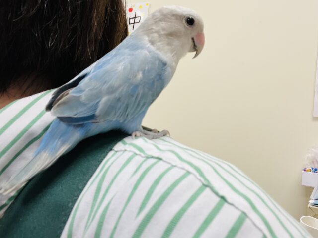 コザクラインコ（小桜インコ）