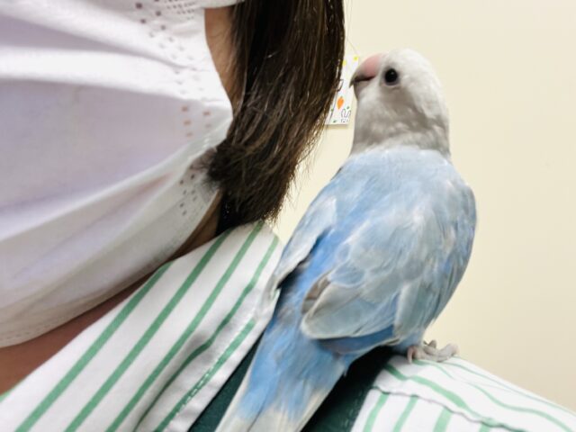 コザクラインコ（小桜インコ）