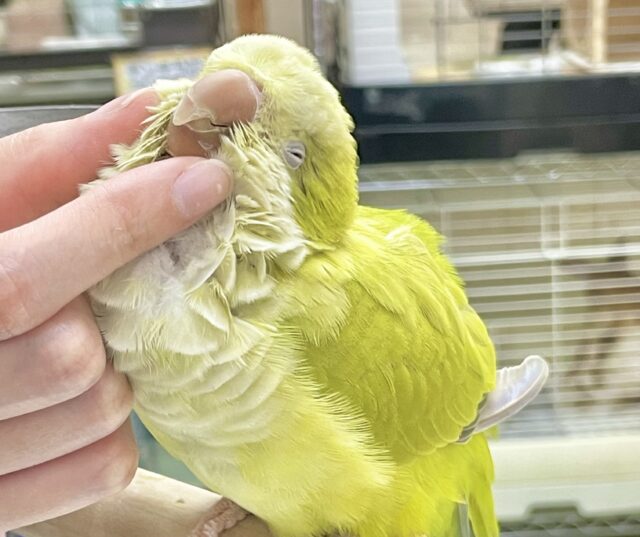 オキナインコ