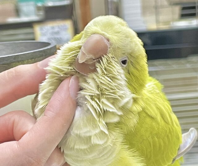 オキナインコ