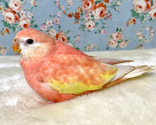 アキクサインコ（秋草インコ）