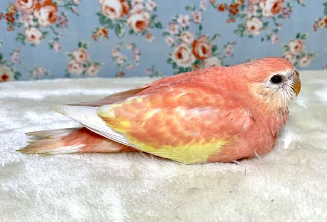 アキクサインコ（秋草インコ）